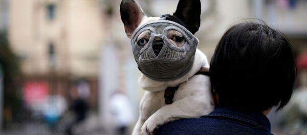 Собака в маске в Шанхае - Sputnik Беларусь