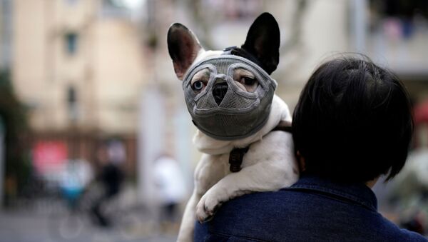 Собака в маске в Шанхае - Sputnik Беларусь
