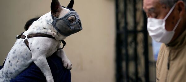 Собака в маске в Шанхае - Sputnik Беларусь
