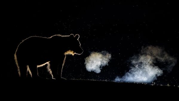 Снимок Дыхание фотографа Бенс Мате, высоко оцененный в категории Wildlife конкурса Nature TTL Photographer of the Year 2020 - Sputnik Беларусь