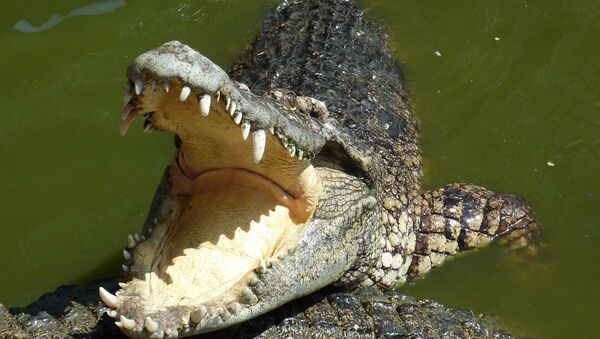 Крокодил, архивное фото - Sputnik Беларусь