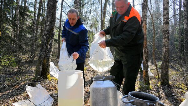Заготовка березового сока в этом году началась раньше обычного - Sputnik Беларусь