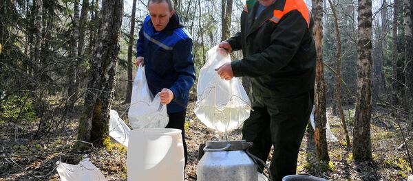 Заготовка березового сока в этом году началась раньше обычного Заготовка березового сока в этом году началась раньше обычного - Sputnik Беларусь