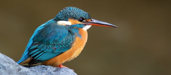 Зімародак Зімародак - Sputnik Беларусь