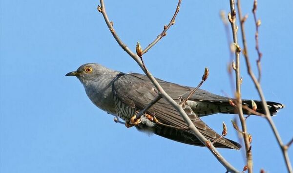 Аисты уже покинули Беларусь, на очереди – журавли - Sputnik Беларусь