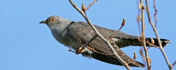 Кукушка Кукушка - Sputnik Беларусь