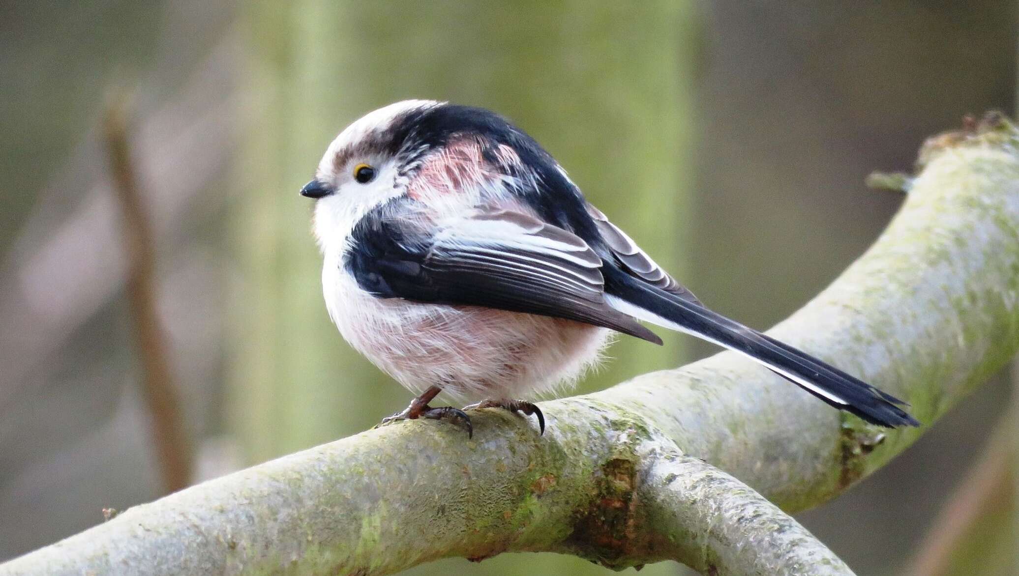 Птица с челкой