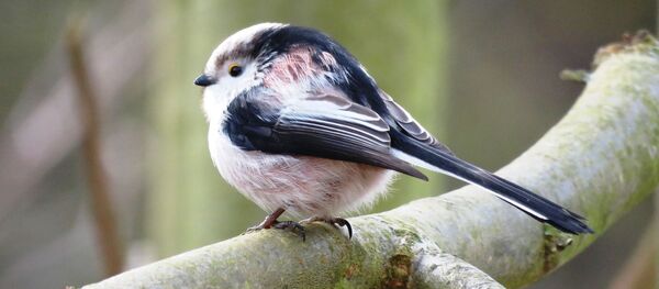 Длиннохвостая синица Длиннохвостая синица - Sputnik Беларусь