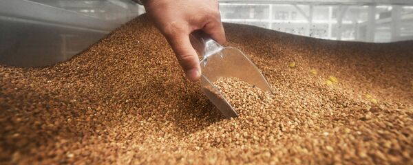 Грэцкія крупы, архіўнае фота Грэцкія крупы, архіўнае фота - Sputnik Беларусь