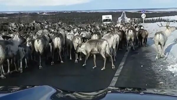 Пробка на дороге образовалась из оленей в Сибири - Sputnik Беларусь