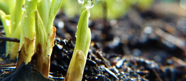 Ростки весной Ростки весной - Sputnik Беларусь