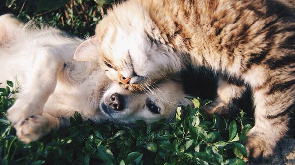 Кот и собака, архивное фото - Sputnik Беларусь