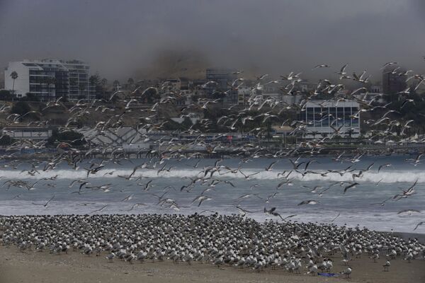 Сотни птиц на перуанском пляже Агуа-Дульсе в Лиме - Sputnik Беларусь