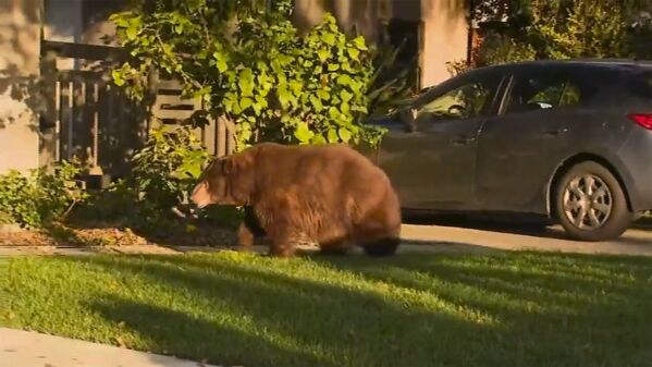 Медведь у жилого дома в Калифорнии  - Sputnik Беларусь