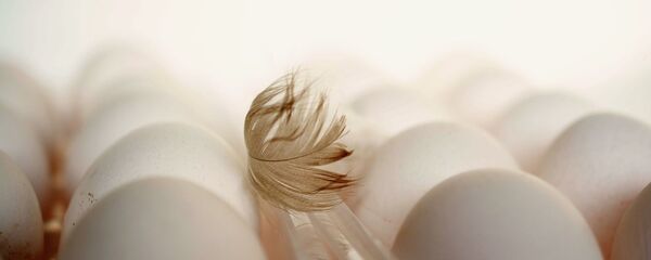 Куриное яйцо, архивное фото - Sputnik Беларусь