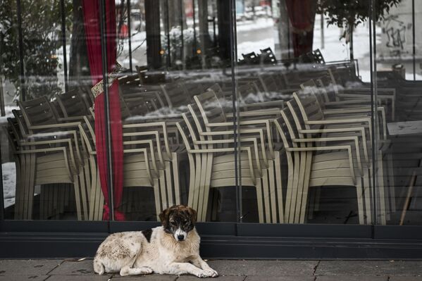 Бродячая собака сидит на пустой улице возле закрытого кафе в Приштине - Sputnik Беларусь