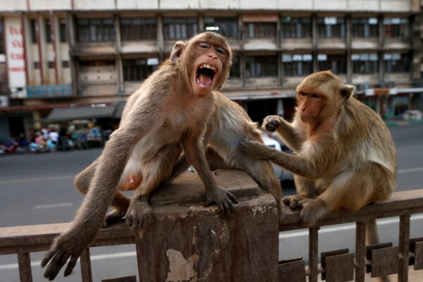 Нашествие обезьян наблюдали жители Лопбури, Таиланд - Sputnik Беларусь