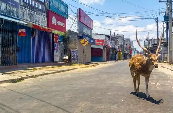 Дикий олень бродит по пустынной улице в портовом городе Тринкомали в Шри-Ланке - Sputnik Беларусь