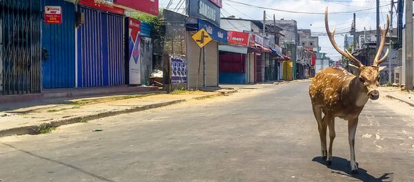 Дикий олень бродит по пустынной улице в портовом городе Тринкомали в Шри-Ланке - Sputnik Беларусь
