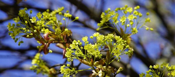 Весеннее цветение, архивное фото - Sputnik Беларусь
