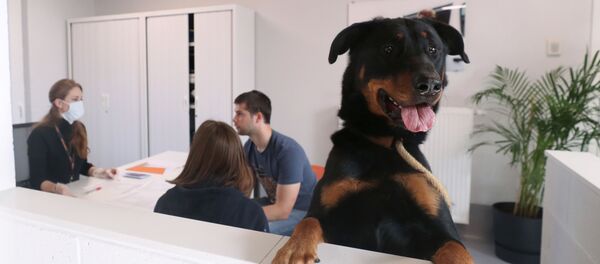 В приюте для животных во время пандемии коронавируса - Sputnik Беларусь