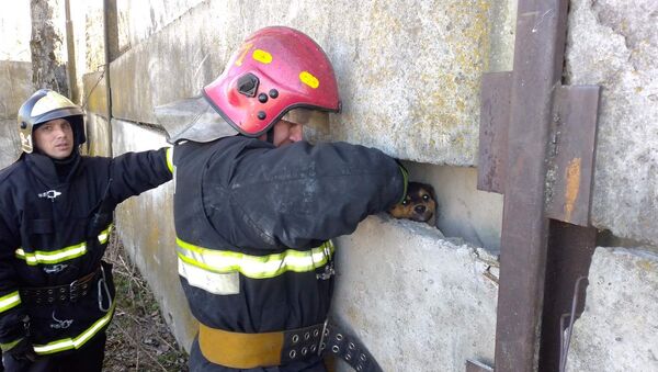 Пожарные Жлобина спасли застрявшего бетонном капкане щенка - Sputnik Беларусь