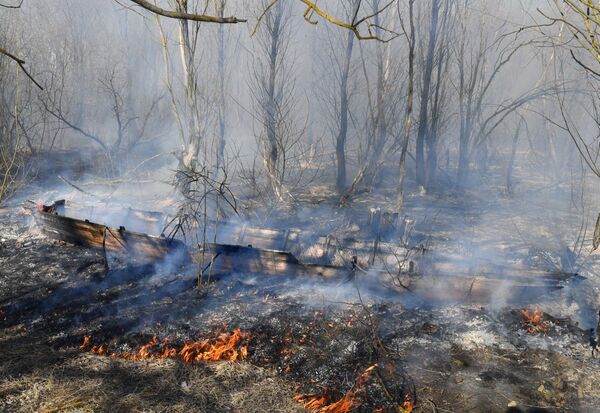 Жители выжигают кустарник и заросли старой травы - Sputnik Беларусь
