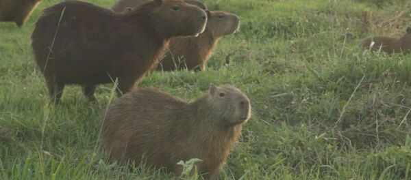 Капибары играют в гольф, пока вы на карантине? Забавные видео со всего мира - Sputnik Беларусь