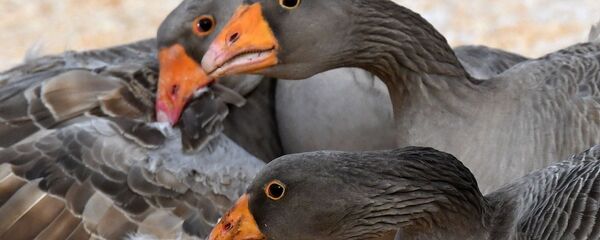 Гуси, архивное фото - Sputnik Беларусь