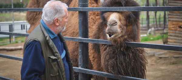 Слоны и верблюд заскучали: как живут зоопарки во время пандемии - видео - Sputnik Беларусь
