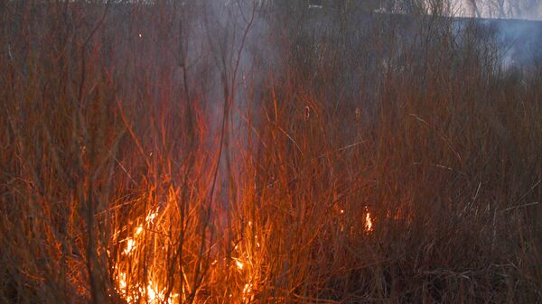 Более 50 лесных пожаров произошло в лесах Беларуси за прошлую неделю