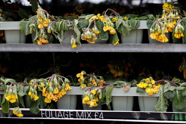 Фермеры и продавцы уничтожают тонны цветов по всему миру - Sputnik Беларусь