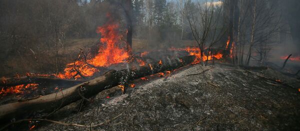 Пожар в зоне отчуждения Чернобыльской АЭС - Sputnik Беларусь
