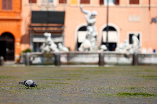 Голубь на заросшей травой площади Пьяцца Навона в Риме, Италия - Sputnik Беларусь
