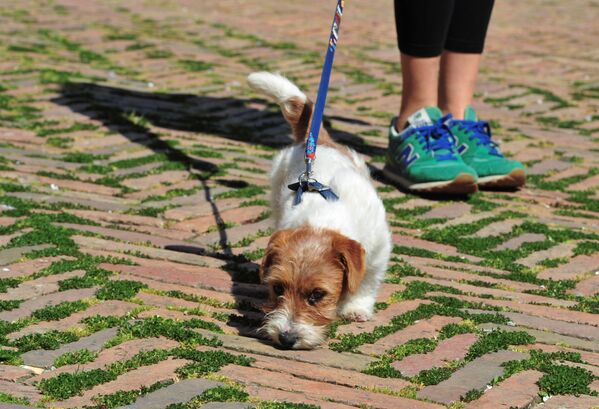 Собака на заросшей травой площади Пьяцца-дель-Кампо в Сиене, Италия - Sputnik Беларусь