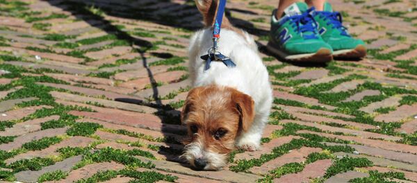 Собака на заросшей травой площади Пьяцца-дель-Кампо в Сиене, Италия Собака на заросшей травой площади Пьяцца-дель-Кампо в Сиене, Италия - Sputnik Беларусь