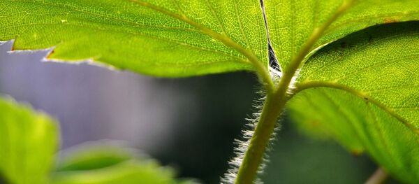 Лист клубники, архивное фото Лист клубники, архивное фото - Sputnik Беларусь