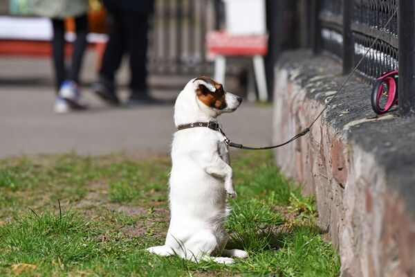 Собака ожидает хозяина - Sputnik Беларусь