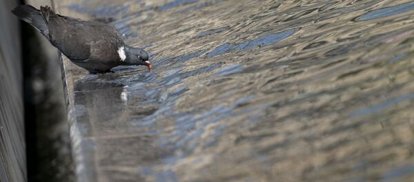 Голубь пьет воду из фонтана возле пирамиды Лувра  - Sputnik Беларусь