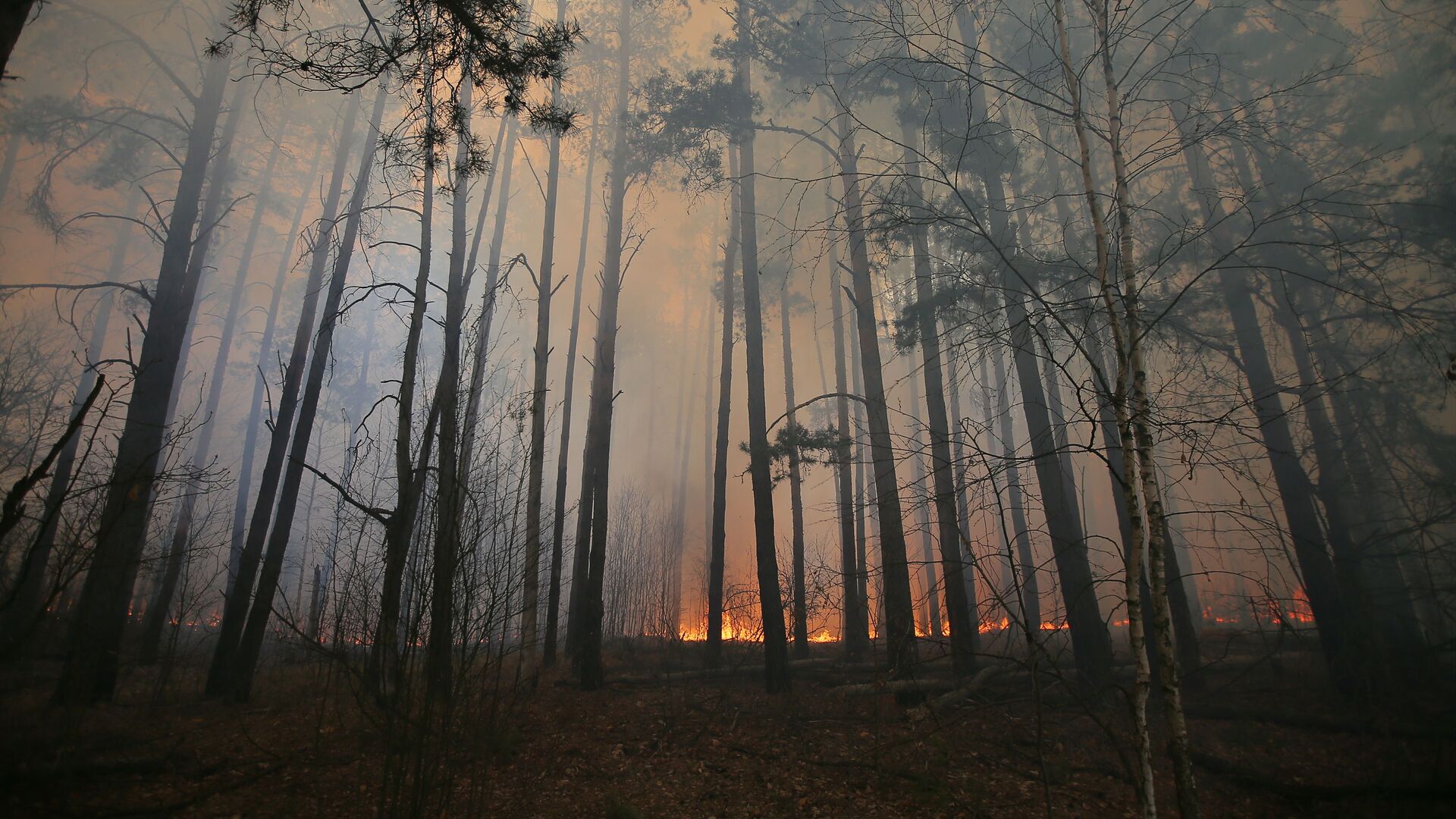 Пожар в лесу - Sputnik Беларусь, 1920, 24.04.2023