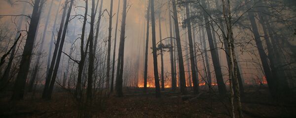 Пожар в лесу - Sputnik Беларусь