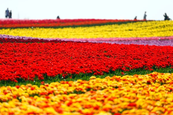 Поле цветущих тюльпанов в Германии - Sputnik Беларусь