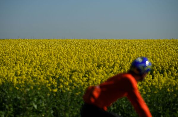 Велосипедист едет мимо цветущего поля в Великобритании - Sputnik Беларусь