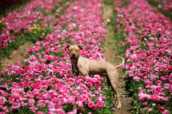 Собака на цветущем поле на юге Израиля - Sputnik Беларусь