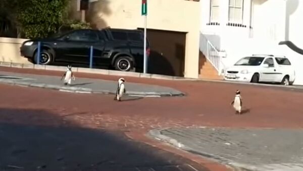 Пингвины гуляют по пустым из-за карантина улицам в ЮАР  - Sputnik Беларусь