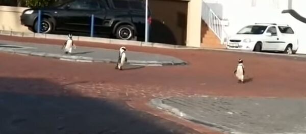 Пингвины гуляют по пустым из-за карантина улицам в ЮАР Пингвины гуляют по пустым из-за карантина улицам в ЮАР - Sputnik Беларусь