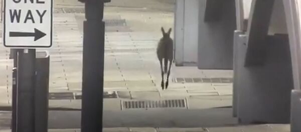 Кенгуру начали приходить на опустевшие улицы городов Австралии - Sputnik Беларусь