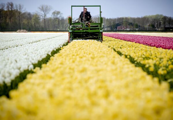 Тюльпановые поля в Лиссе, Нидерланды - Sputnik Беларусь