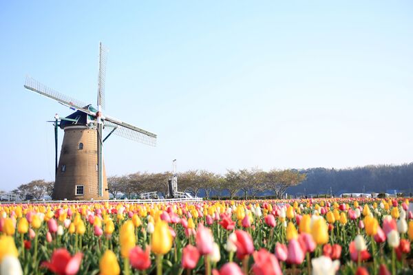 Ветряная мельница с цветущими тюльпанами в Сакуре, префектура Тиба, к востоку от Токио - Sputnik Беларусь