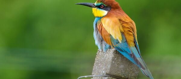 Золотистая щурка  - Sputnik Беларусь